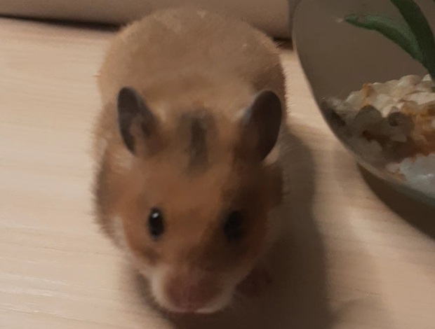 Hamster Syrian Hamster