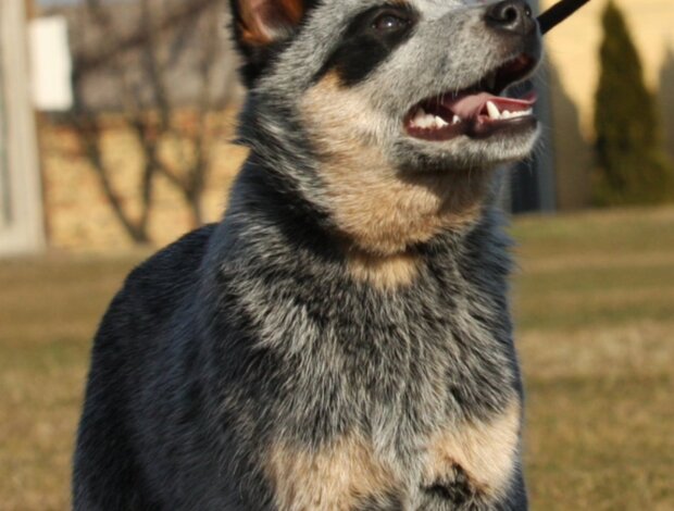 Australian Cattle Dog Australian Cattle Dog Puppies