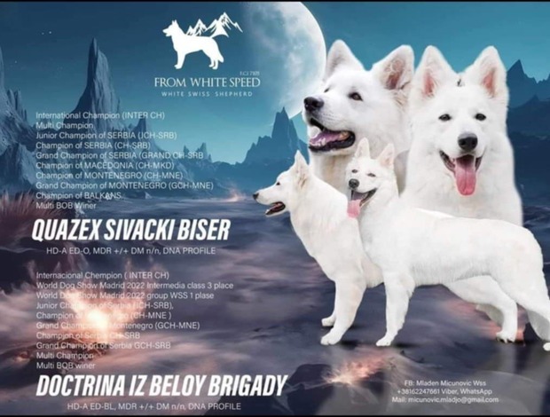 White Shepherd White Swiss Shepherd Dog Puppies