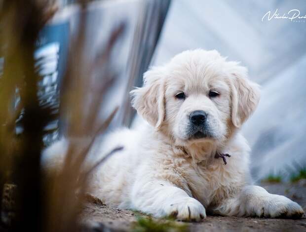 Golden Retriever Golden retriever puppies and young dogs for sale