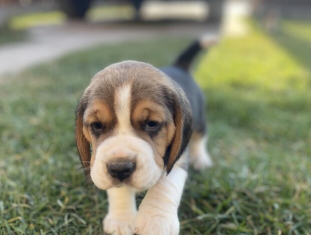 Beagle Beagle female puppy