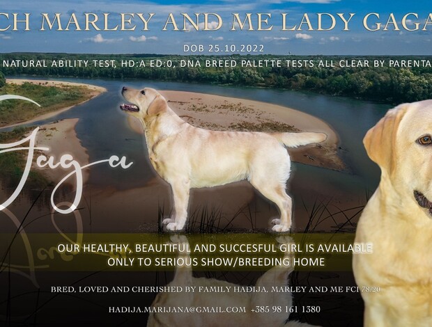 Labrador Retriever Labrador Retriever female for sale