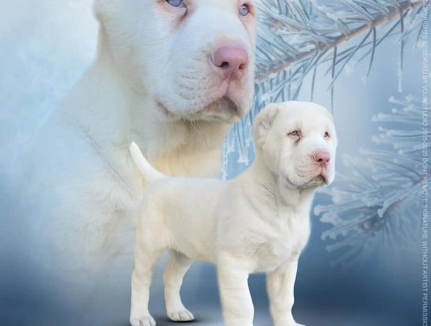 Central Asian Shepherd Dog Central Asian Shepherd Dog ALBINO puppy