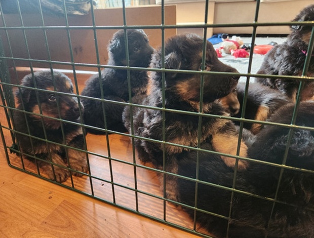 German Shepherd Dog Stunning German Shepherd Puppies For Sale