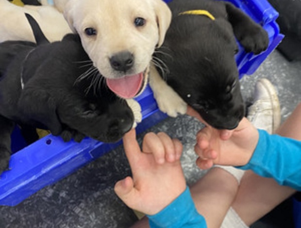 Labrador Retriever Lovely Labrador puppies for sale