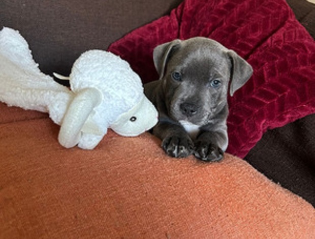 Staffordshire Bull Terrier Staffordshire bull puppies for sale