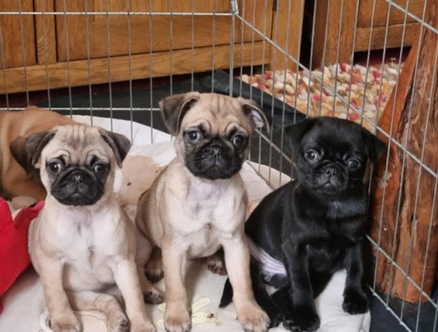 Pug Beautiful Litter Pug Puppies for Sale