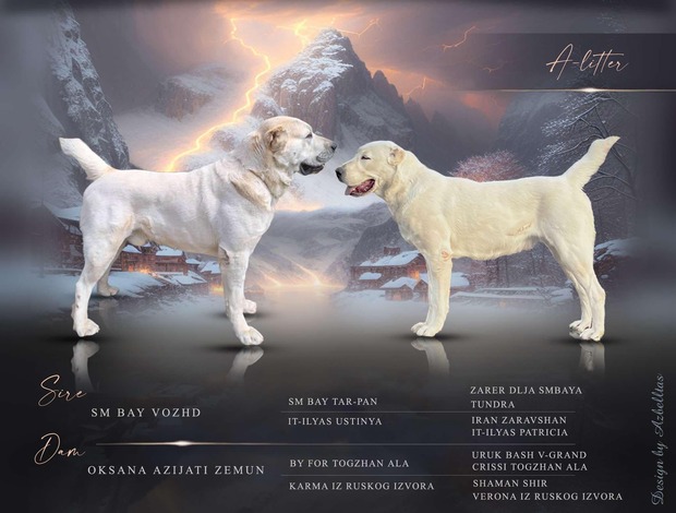 Central Asian Shepherd Dog Central Asian Shepherd Puppies