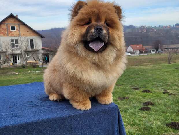 Chow Chow Chow Chow Puppies