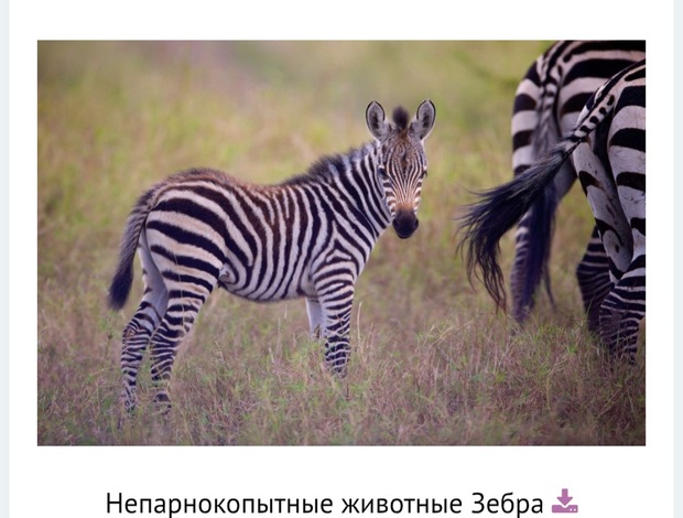Zebra Продаю Зебренка