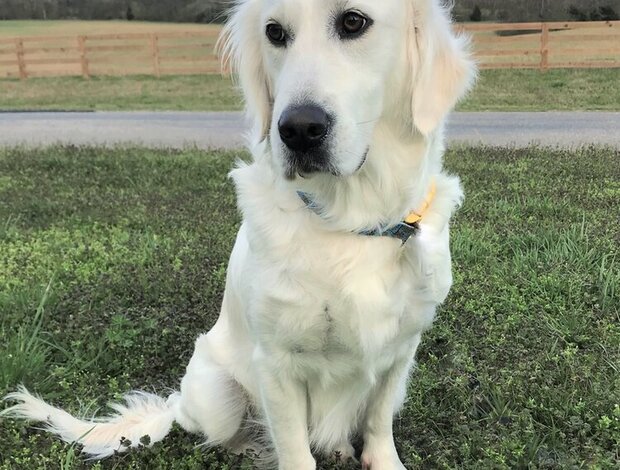 Golden Retriever Golden Retrievers Tennessee