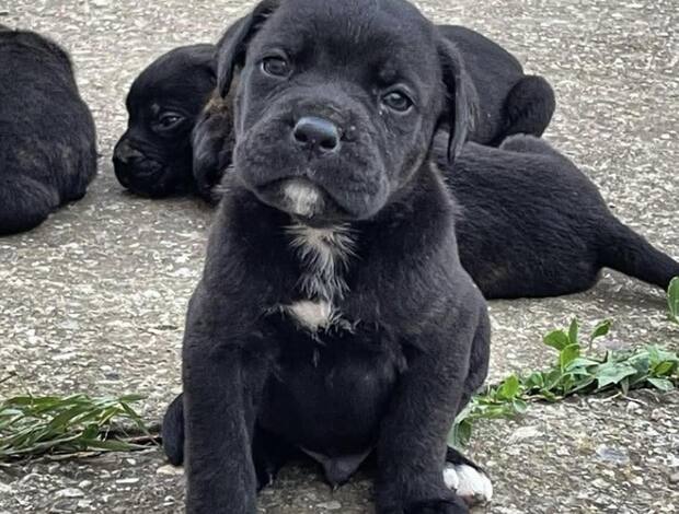 Cane Corso Cane Corso puppies