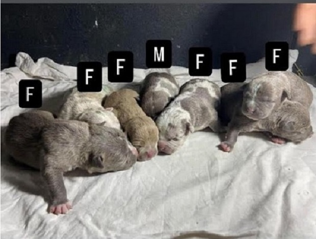 American Staffordshire Terrier American bully pocket
