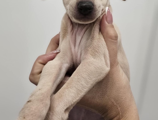 Italian Greyhound Italian Greyhound Puppies