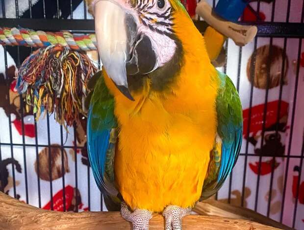 Macaw Macaw Parrots for Sale