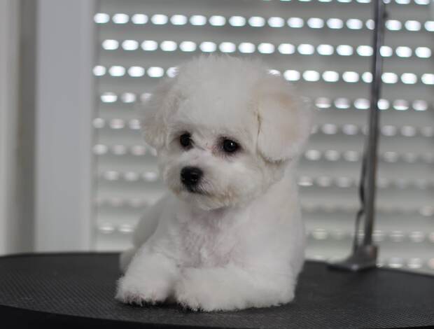 Bichon Frise Bichon Frise puppies
