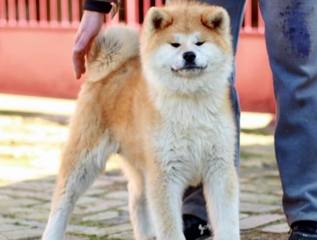 Akita Inu Akita Inu