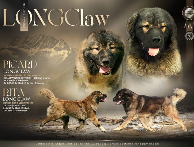 Caucasian Shepherd Dog Caucasian Shepherd Dog – Beautiful Puppies