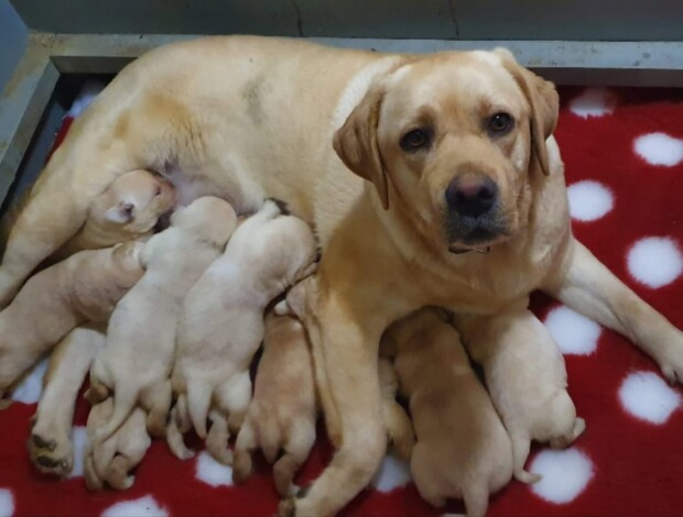 Labrador Retriever Labrador Retriever Puppies