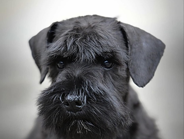 Miniature Schnauzer Miniature Schnauzer Black Puppies