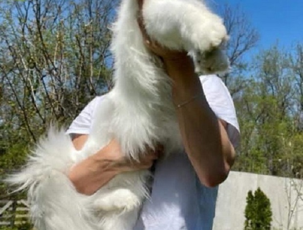 Maine Coon Maine Coon kittens