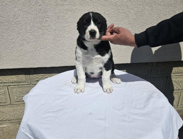 Central Asian Shepherd Dog Central Asian Shepherd puppies