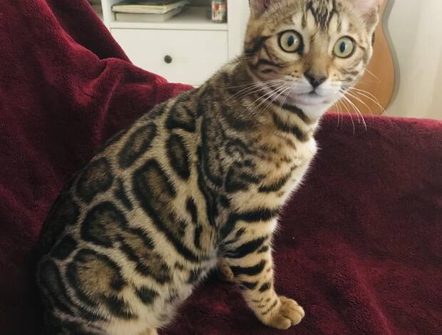 Bengal Bengal kitten for sale