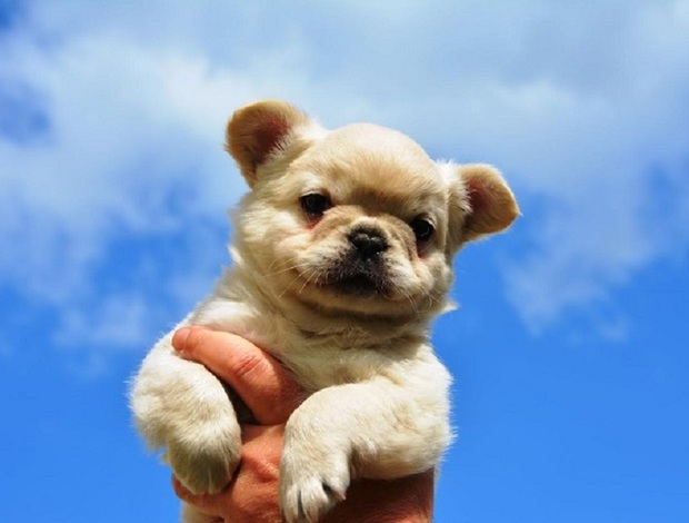 French Bulldog French bulldog fluffy