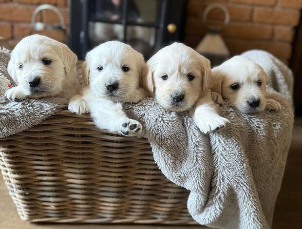Golden Retriever Stunning White Cream Retriever Pups Hip Scored