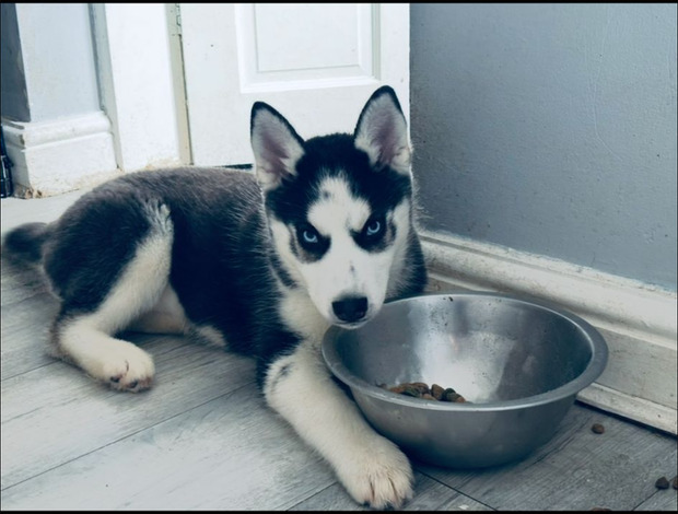 Siberian Husky Siberian husky puppies