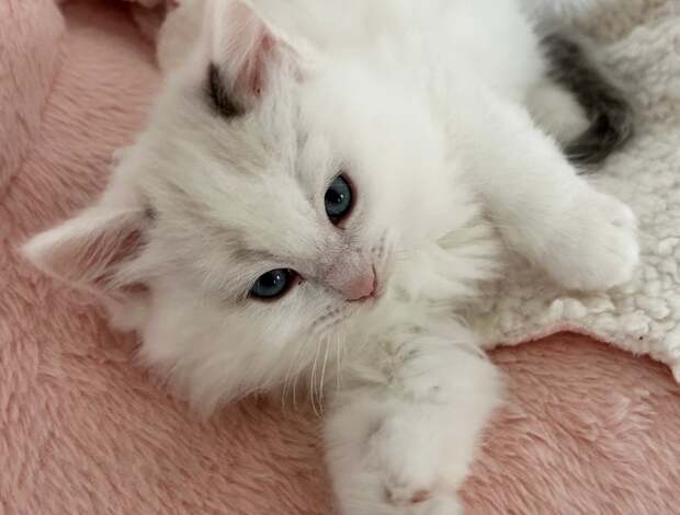 American Curl Pure breed Van Ragdoll kitten, very rare