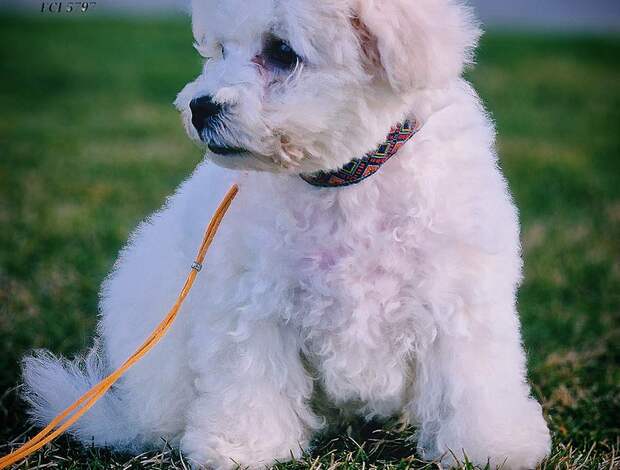 Bichon Frise Bichon Frise puppy for sale