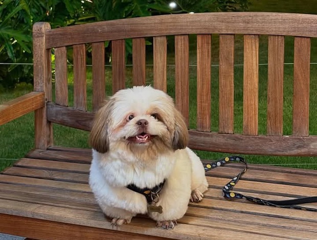 Shih Tzu My Jane Shih Tzus dog breed