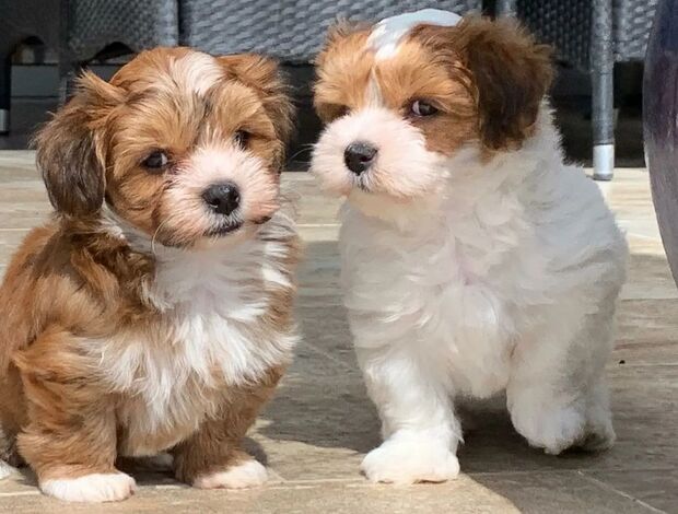 Havanese Adorable Havanese Puppies for Sale