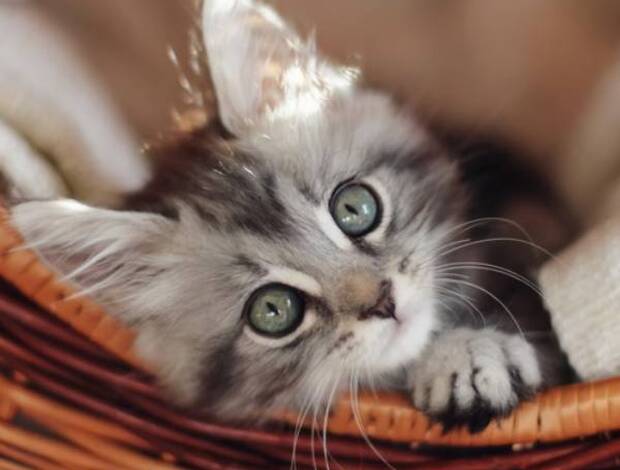 Maine Coon Maine Coon Kittens in Michigan – Fluff, Whiskers, and Wonder Awaits