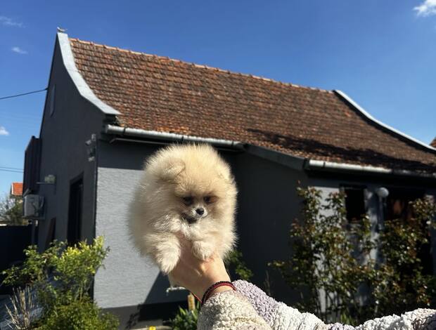 Pomeranian Pomeranian Spitz Puppies
