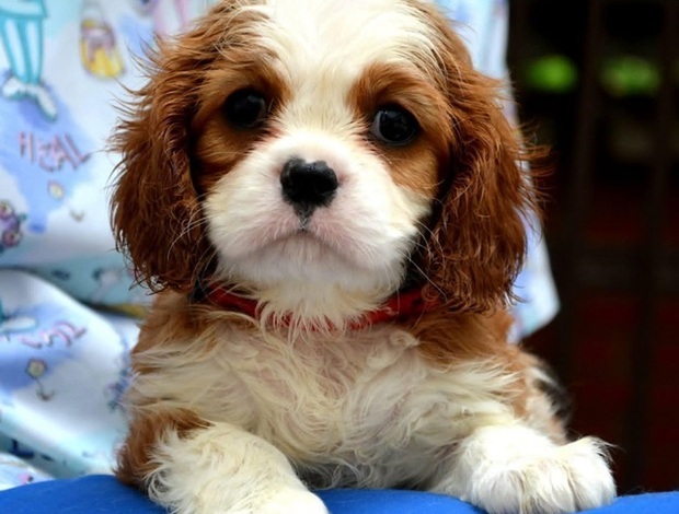 Cavalier King Charles Spaniel Cavalier King Charles spaniel - blenheim and tricolor