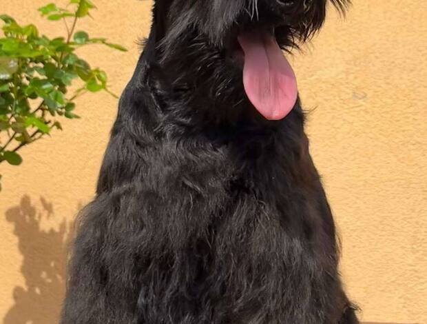 Miniature Schnauzer Black Miniature Schnauzer Puppies