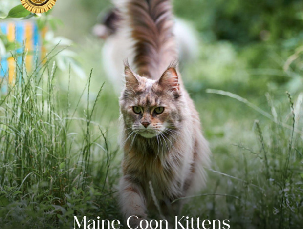 Maine Coon Maine Coon Kittens for Adoption: Find Your Perfect Furry Companion