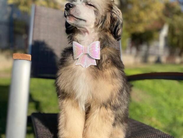 Chinese Crested Dog Chinese Crested Male Puppy