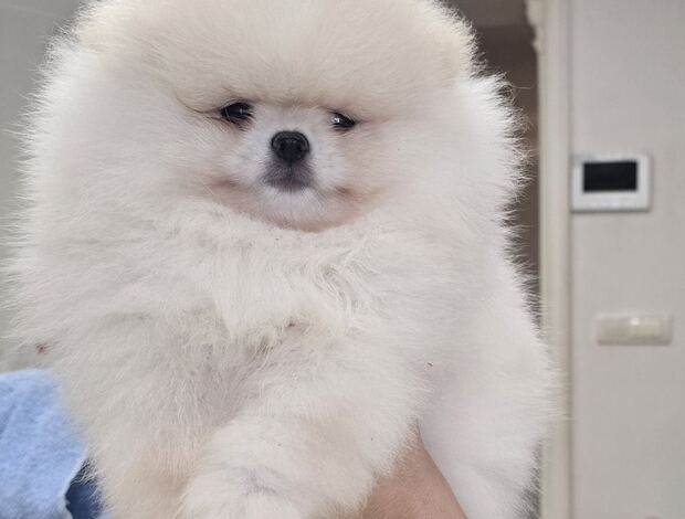 Pomeranian Pomeranian Spitz puppies