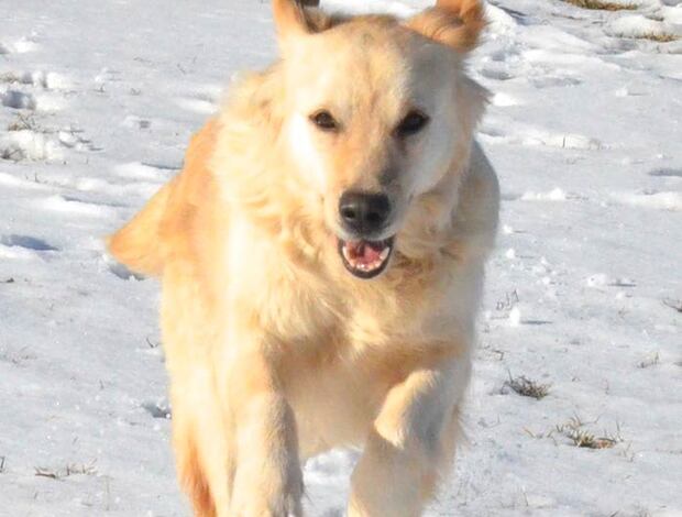 Golden Retriever English Cream Golden Retriever: Bred Like Cloud-Kissed Royal Companion