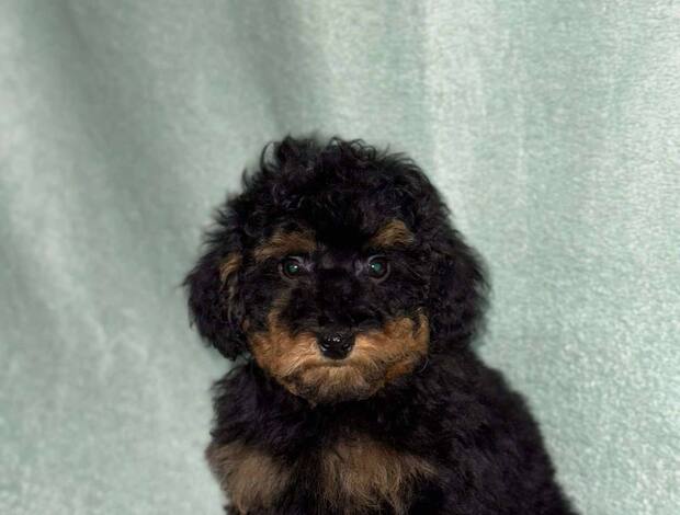 Poodle Black and Tan Toy Poodle