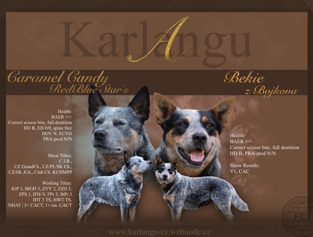 Australian Cattle Dog Blue  Puppies ACD