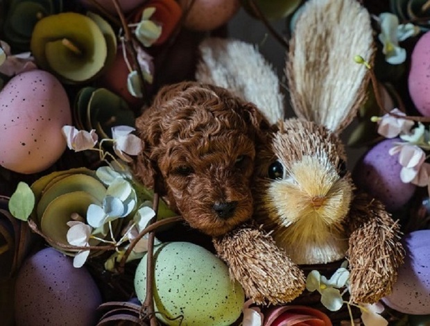 Poodle Red dwarf and toy poodles