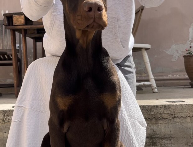 Doberman Pinscher Doberman Male Puppy