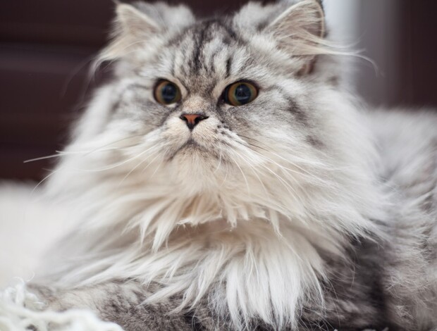 Maine Coon Maine coon cat kittens for sale: Embrace Dreamy Giants Today