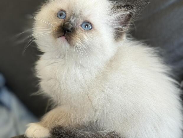 Ragdoll Ragdoll kittens