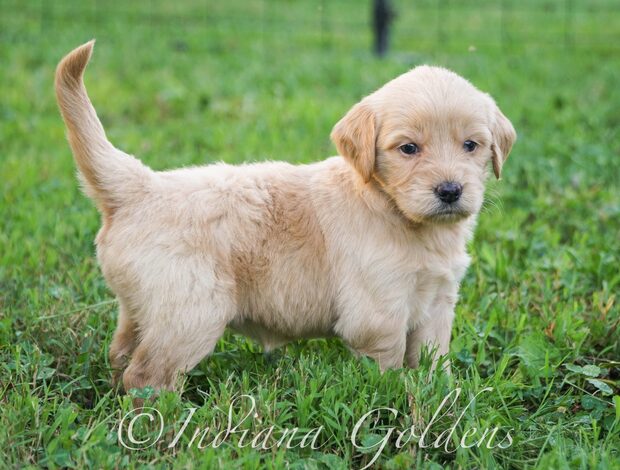 Golden Retriever English Cream Golden Retriever: Bringing Grace, Calm.