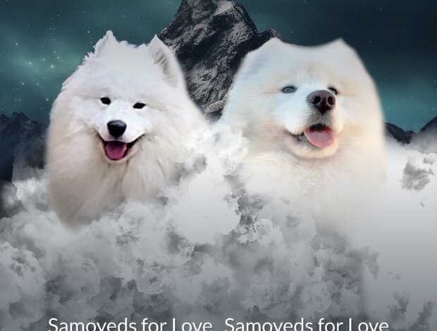 Samoyed Samoyed Adults and Puppies for Sale
